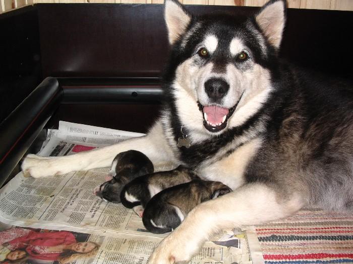 Repe 374.jpg - Viiru pentujen kanssa / Viiru with puppies